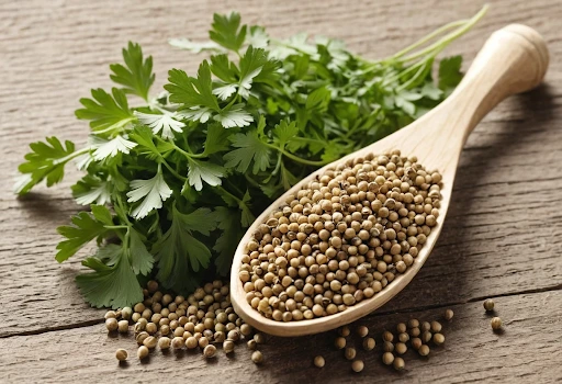 Coriander Seeds and Cilantro Leaves